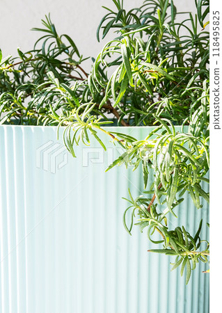 Potted rosemary plant in ribbed light blue ceramic pot close up. 118495825