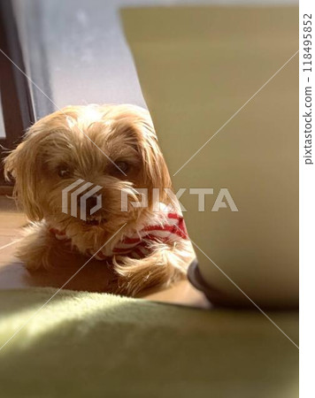 Dog 118495852