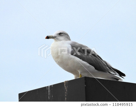 Sunset Black-tailed Gull 118495915