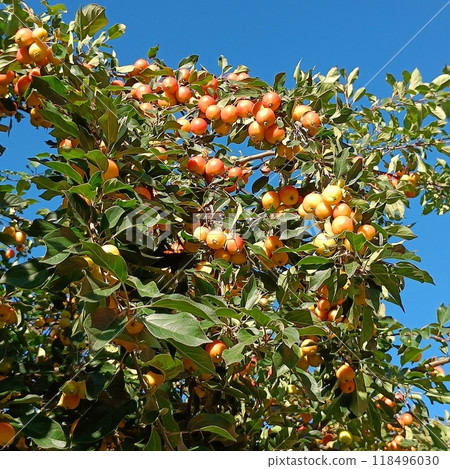 Red small apples on the branches of a tree Red small apples on the branches of a tree 118496030