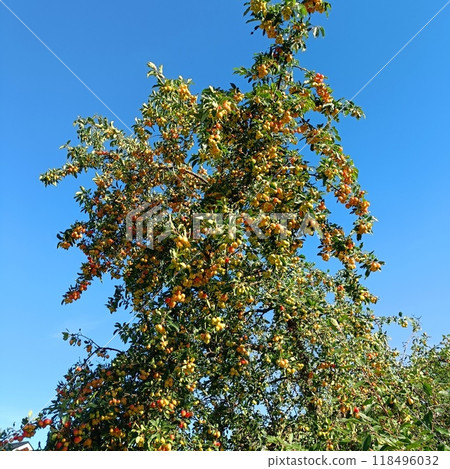 Red small apples on the branches of a tree Red small apples on the branches of a tree 118496032