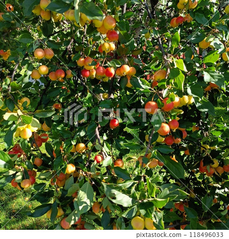 Red small apples on the branches of a tree Red small apples on the branches of a tree 118496033