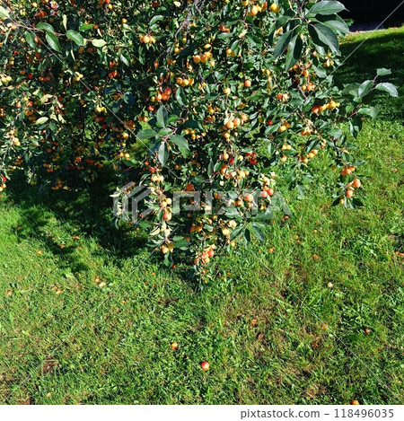 Red small apples on the branches of a tree 118496035