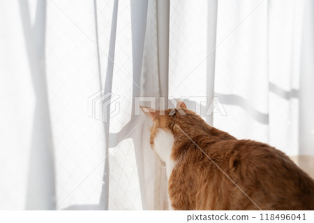 Cat looking out the window, brown tabby and white Cat looking out the window, brown tabby and white 118496041