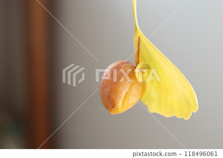 葉邊有種子的銀杏蝴蝶 葉邊有種子的銀杏蝴蝶 118496061