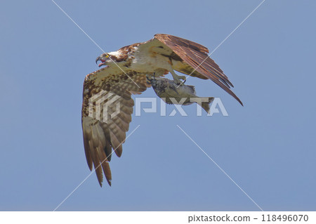 An osprey flying in the blue sky holding a fish An osprey flying in the blue sky holding a fish 118496070