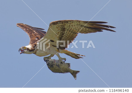 An osprey flying in the blue sky holding a snapper 118496140