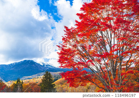 Bright red maple trees and Mount Norikura, Norikura Highlands 118496197