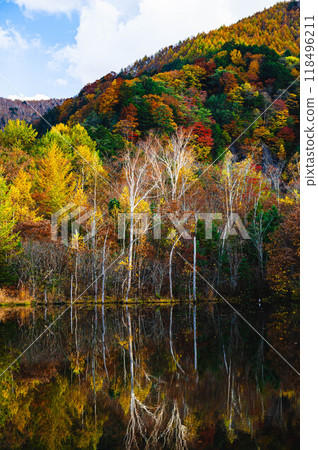 Colorful autumn leaves at Maime Pond, Norikura Highlands 118496211