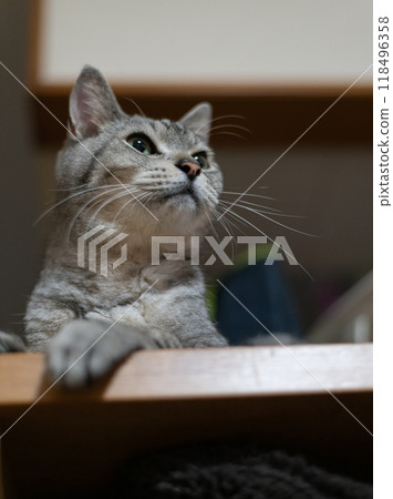 The staring cat, the Sabatra cat 118496358