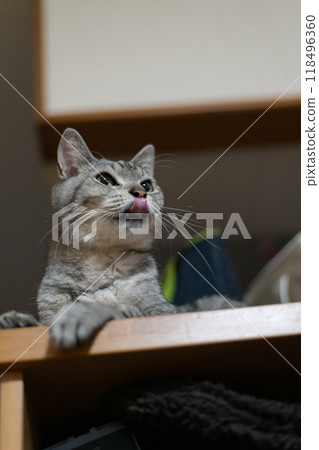 凝視的貓,Sabatra貓 凝視的貓,Sabatra貓 118496360