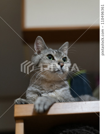 凝視的貓,Sabatra貓 凝視的貓,Sabatra貓 118496361