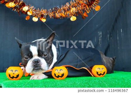 Cute Halloween Boston Terrier Mighty Cute Halloween Boston Terrier Mighty 118496367