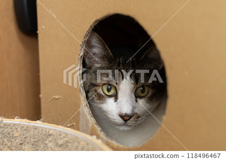 A cat in a cardboard box, brown and white 118496467