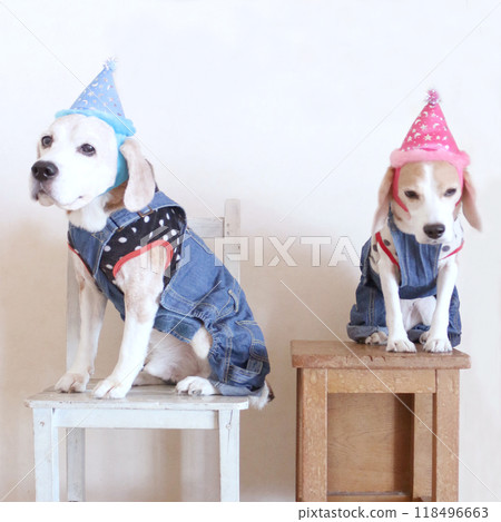 兩隻小獵犬慶祝 兩隻小獵犬慶祝 118496663