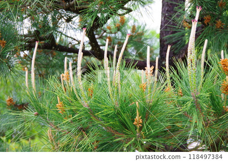 Pine flowers 118497384