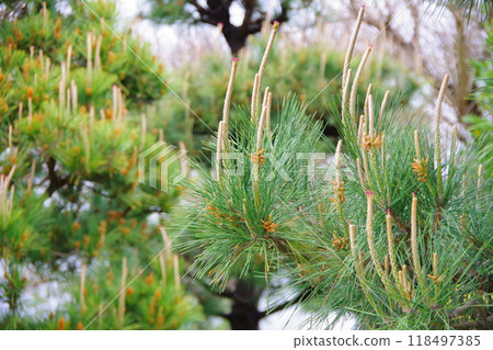 Pine flowers 118497385