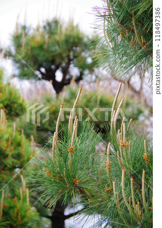Pine flowers 118497386