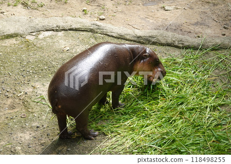 little pygmy hippo named Moo Deng  Khao Kheow Open Zoo in Chonburi Thailand 118498255