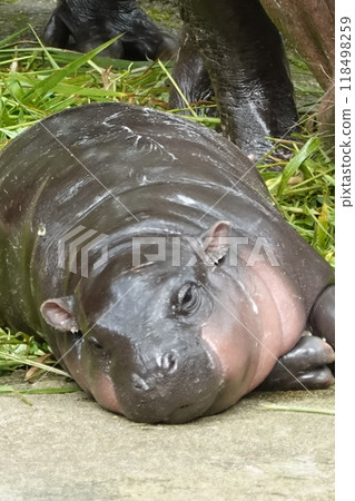 little pygmy hippo named Moo Deng Khao Kheow Open Zoo in Chonburi Thailand little pygmy hippo named Moo Deng Khao Kheow Open Zoo in Chonburi Thailand 118498259