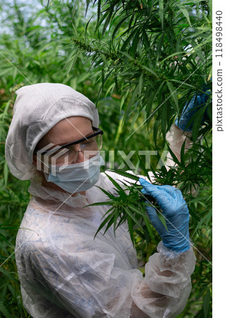 A Scientist Engaged in the Harvesting of Cannabis Within a Controlled Environment Setup A Scientist Engaged in the Harvesting of Cannabis Within a Controlled Environment Setup 118498440