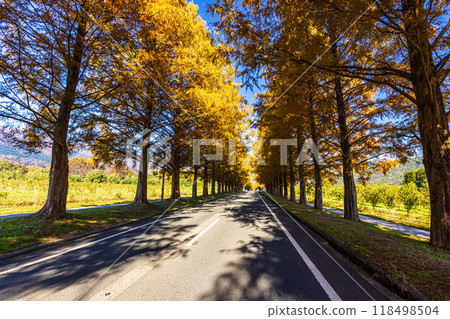 滋賀縣，水杉樹與秋天的葉子 118498504