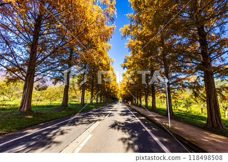 Shiga Prefecture: Metasequoia trees lined with autumn leaves 118498508