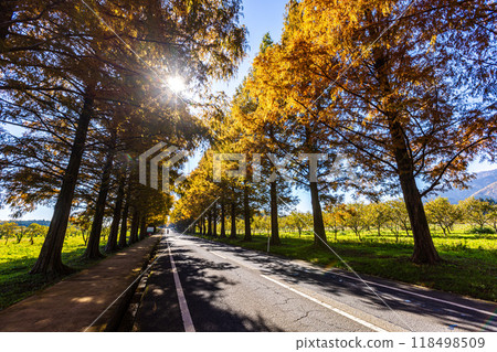 Shiga Prefecture: Metasequoia trees lined with autumn leaves Shiga Prefecture: Metasequoia trees lined with autumn leaves 118498509