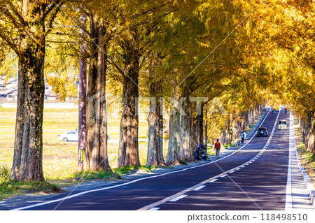 Shiga Prefecture: Metasequoia trees lined with autumn leaves Shiga Prefecture: Metasequoia trees lined with autumn leaves 118498510