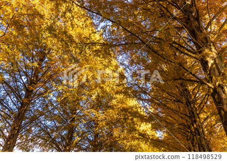 Shiga Prefecture: Metasequoia trees lined with autumn leaves 118498529