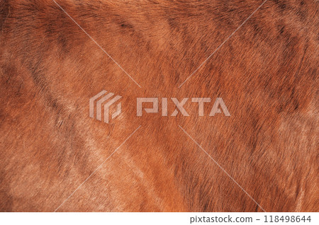 close-up of brown horse fur 118498644