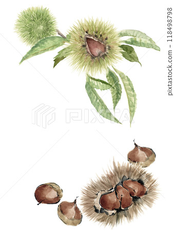 Watercolor chestnut and chestnut frame illustration [hand-drawn] on white background with copy space 118498798