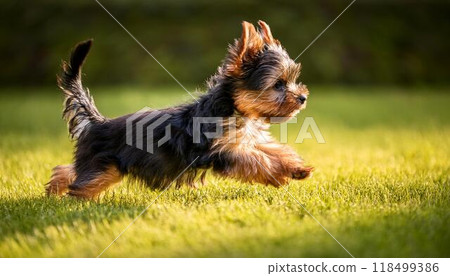 約克夏小狗在草地上奔跑 118499386
