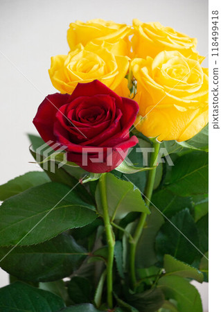 Yellow and red roses Yellow and red roses 118499418