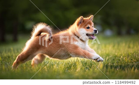 柴犬小狗在草地上奔跑 118499492