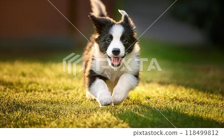 Border collie puppy running on the grass 118499812