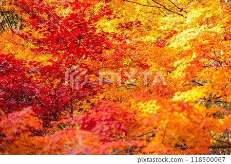 Autumn leaves of Shiga prefecture 118500067