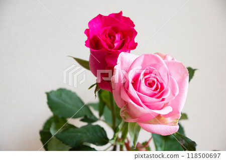 紅色和粉紅色的玫瑰 紅色和粉紅色的玫瑰 118500697