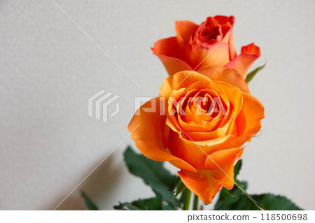 橙玫瑰 橙玫瑰 118500698