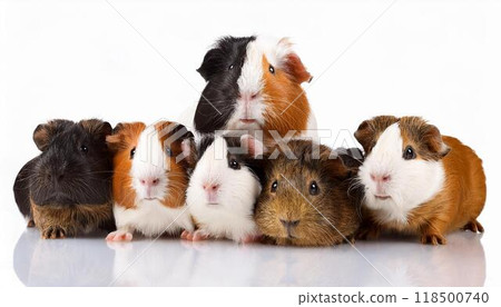 豚鼠肖像 118500740