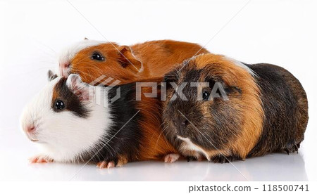 豚鼠肖像 豚鼠肖像 118500741