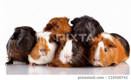 豚鼠肖像 118500742