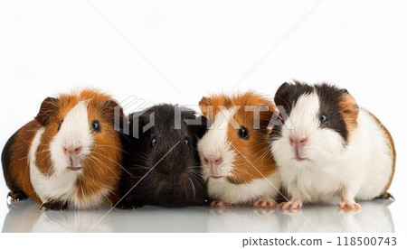 豚鼠肖像 118500743