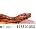 Wooden snake figure isolated on white background. Chinese zodiac concept for new year 2025 118501038
