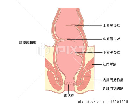 Anatomy and physiology of the digestive system: Rectum and anus structure 118501336