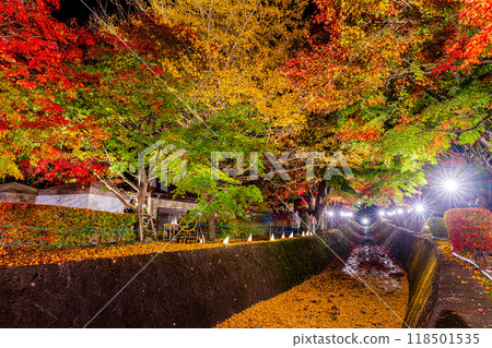 Lake Kawaguchi, Yamanashi Prefecture: Maple Corridor Light-up 118501535