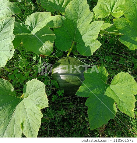 Sideview to kitchen garden with vegetables, herbage and flowers Sideview to kitchen garden with vegetables, herbage and flowers 118501572