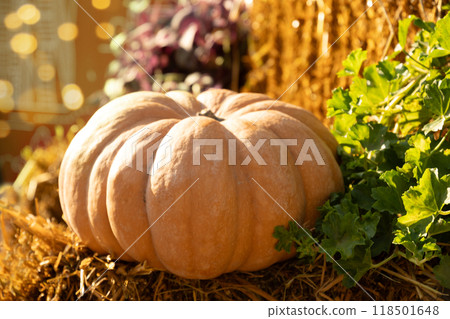 Colorful orange pumpkin piled on hay bales at rural farm market in autumn sunlight. Sale fair for Halloween. Seasonal holidays Thanksgiving day . Close up. 118501648