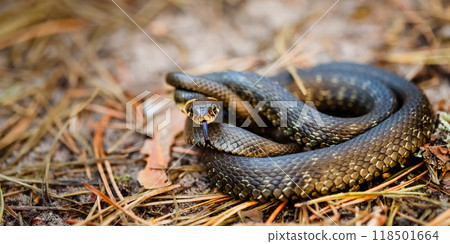 Grass Snake - Natrix Natrix Adder Head Raising Defensiveness In Forest Early Spring 118501664