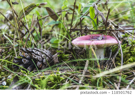 Mushroom russula and pine cone in dense grass. In the thick grass grows a mushroom russula and lies a pine cone Mushroom russula and pine cone in dense grass. In the thick grass grows a mushroom russula and lies a pine cone 118501762